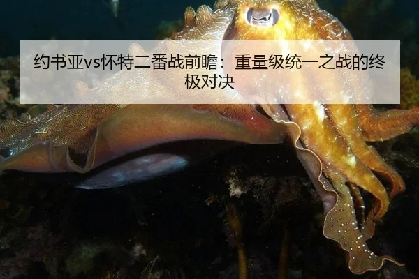 约书亚vs怀特二番战前瞻：重量级统一之战的终极对决