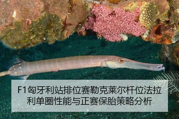 F1匈牙利站排位赛勒克莱尔杆位法拉利单圈性能与正赛保胎策略分析